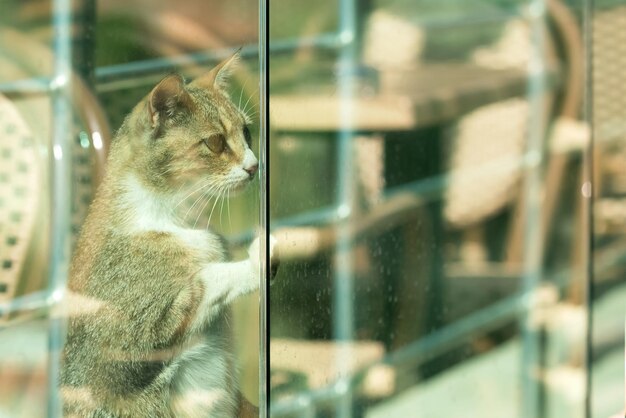 Lindo gato gris y blanco de pie detrás del cristal