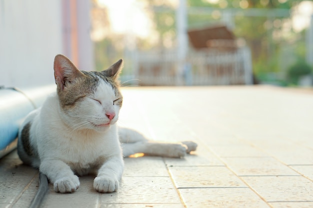 Lindo gato gris y blanco en tailandés