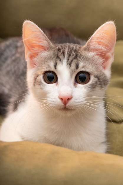 Lindo gato gris esponjoso con bigote largo