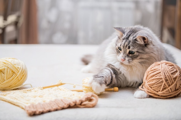 Lindo gato gris esponjoso se divierte con bolas de hilo enredado, busca una madeja