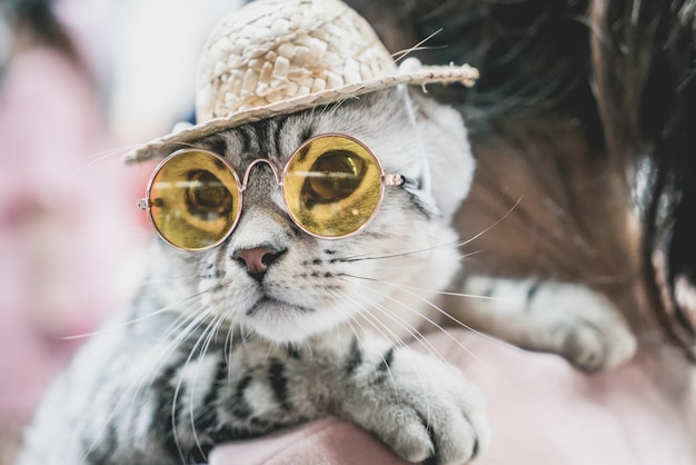 lindo gato gris con gafas de sol y sombrero