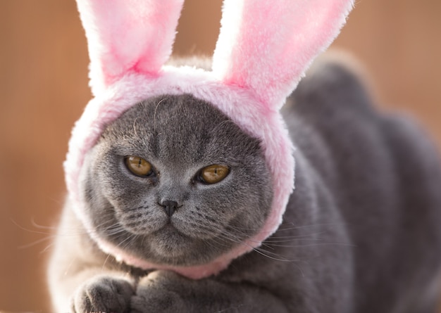 Lindo gato gris gracioso en orejas de conejo