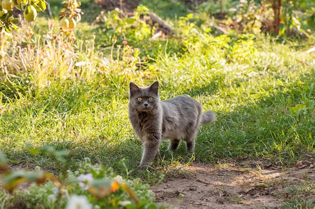 Lindo gato gris en el jardín