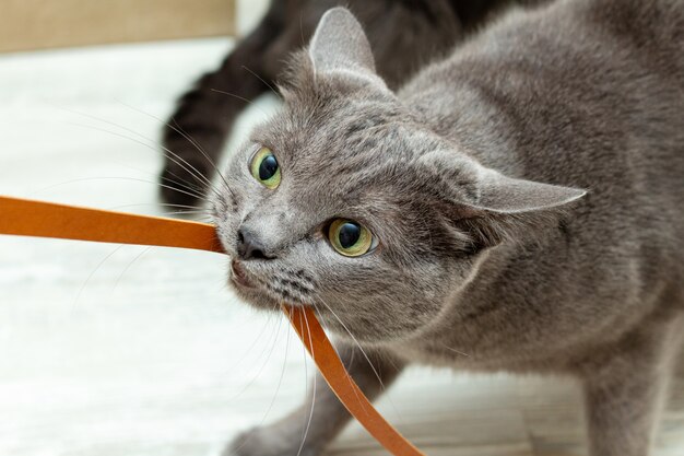 Lindo gato gris jugando cuerda de cuero