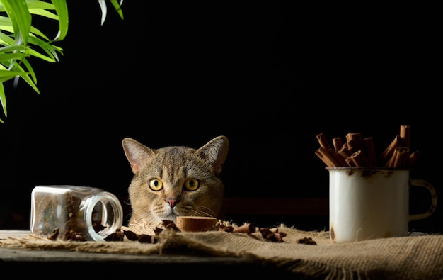 Lindo gato gris mira desde la mesa, fondo negro. El animal mira a la cámara.