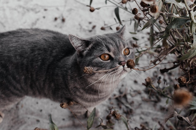 Lindo gato gris con ojos marrones mirando a cámara escondido en arbustos verdes al aire libre