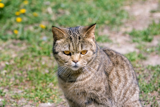 Lindo gato gris con ojos naranjas, disfrutando de un clima cálido y soleado, sentado en el prado