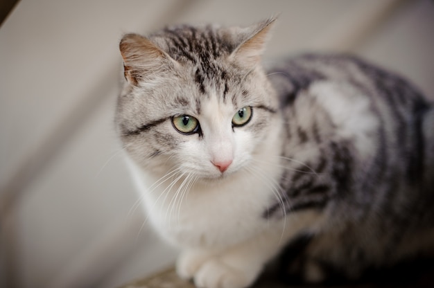 Lindo gato gris con ojos verde claro sentado en la tabla de madera y mirando a otro lado