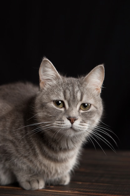 Un lindo gato gris en una pared oscura. Juguetón mascota esponjosa.