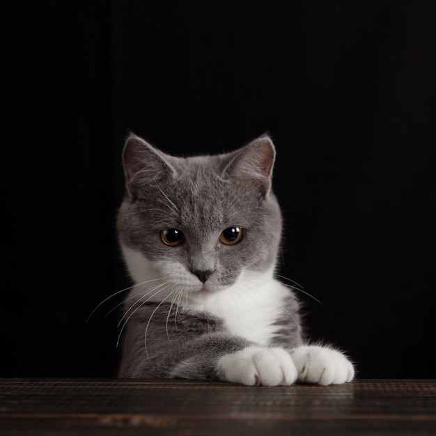 Un lindo gato gris en una pared oscura. Juguetón mascota esponjosa.