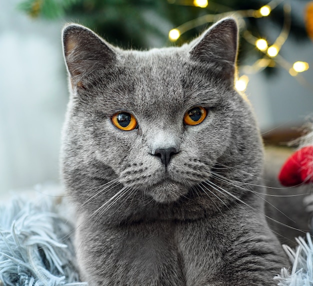 Lindo gato gris de pelo corto británico con decoraciones