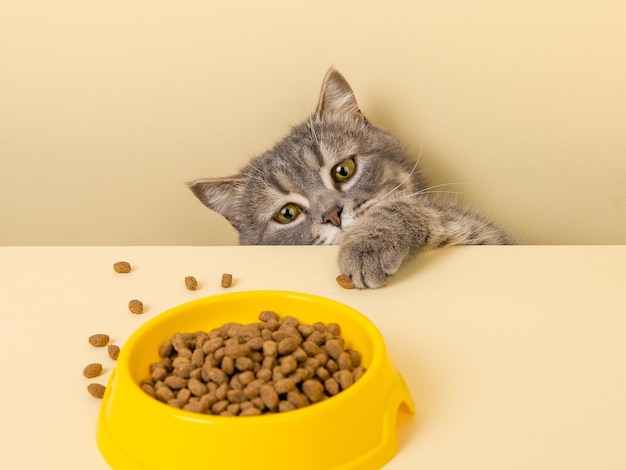 Un lindo gato gris y un plato de comida sobre un fondo amarillo Alcanzando su comida favorita pequeño ladrón