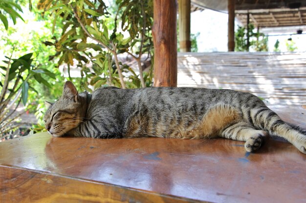 Un lindo gato gris que dormitaba con los ojos cerrados y las piernas dobladas, acostado sobre la mesa de madera.