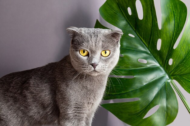 Lindo gato gris de raza británica sobre una hoja de palma monstera