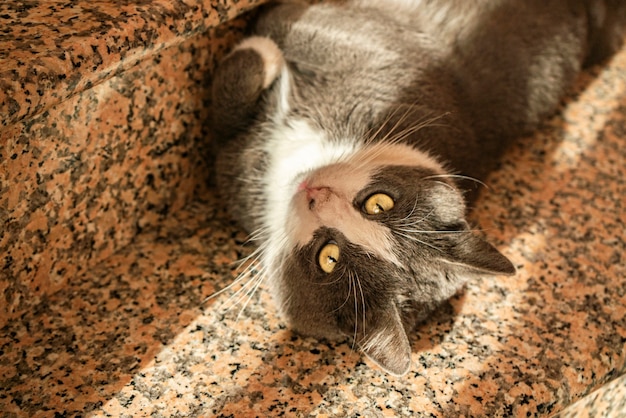 Lindo gato gris rueda en las escaleras