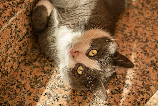 Lindo gato gris rueda en las escaleras