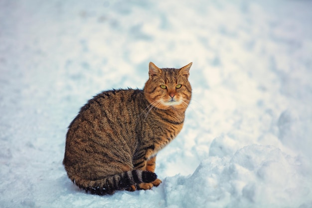 Lindo gato gris sentado en la nieve.