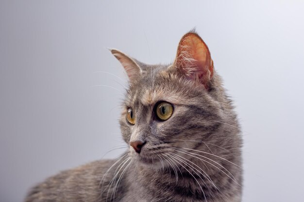 lindo gato gris sentarse en el fondo blanco