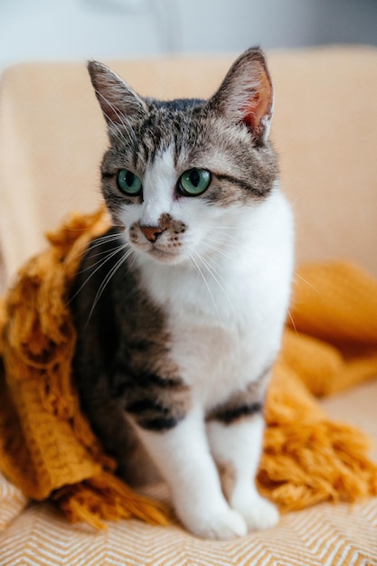 Lindo gato gris se sienta en un sillón en una manta naranja