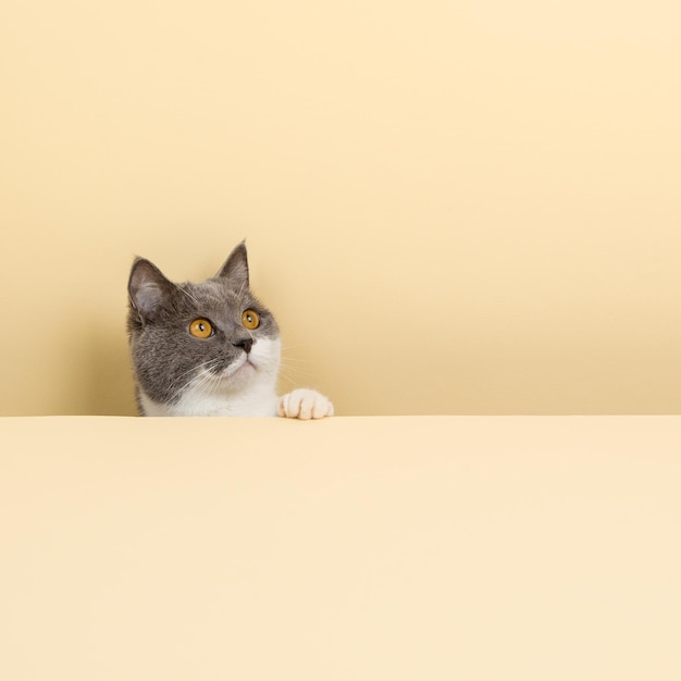 Un lindo gato gris sobre un fondo amarillo asomándose Un espacio de copia en blanco