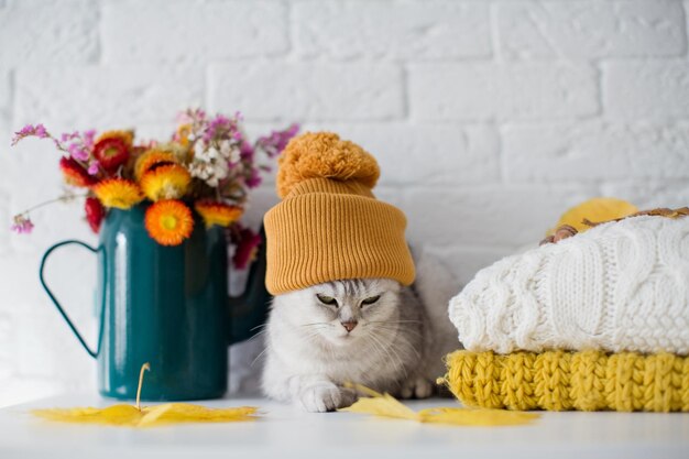 Lindo gato gris con sombrero de punto naranja sentado cerca de suéteres flores y hojas de otoño