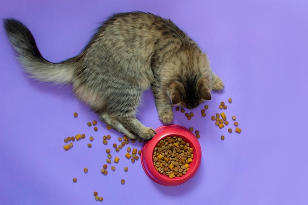 Lindo gato gris y un tazón de comida sobre un fondo púrpura La comida seca para mascotas está en un tazón y esparcida en el piso El concepto de mascotas favoritas