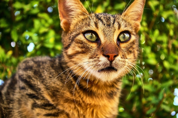 Lindo gato gris te mira