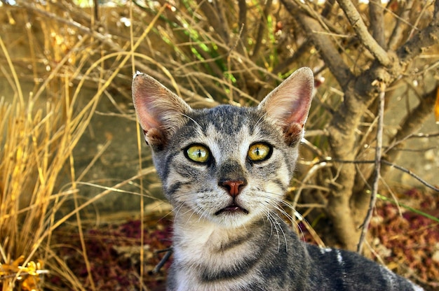 Lindo gato gris te mira