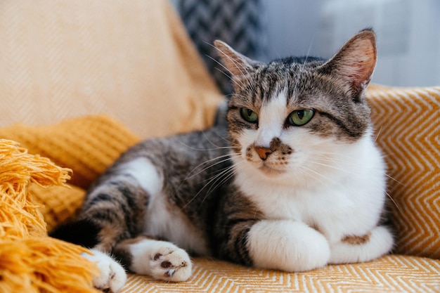 Lindo gato gris yace en un sillón en una manta naranja