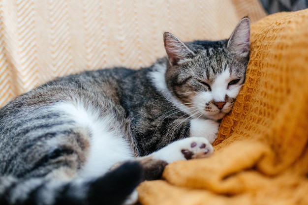 Lindo gato gris yace en un sillón en una manta naranja