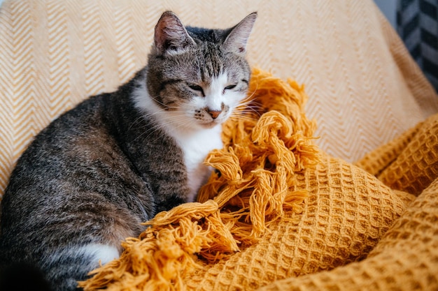 Lindo gato gris yace en un sillón en una manta naranja