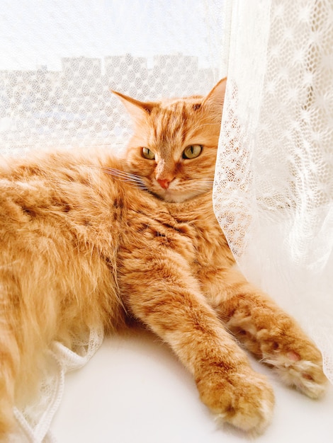 Lindo gato jengibre acostado en el alféizar de la ventana con cortina de tul