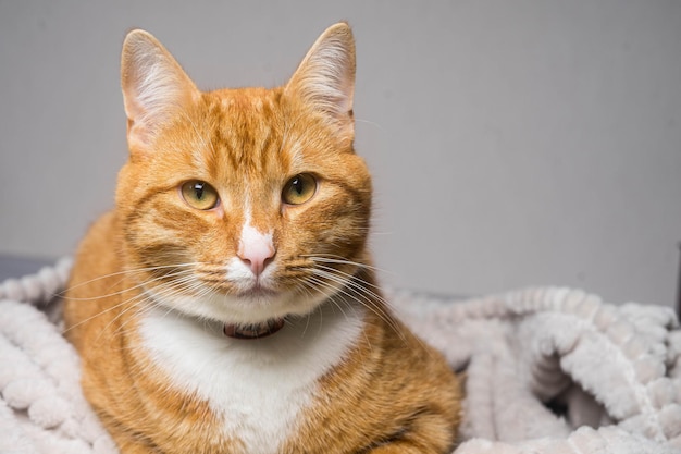 Lindo gato jengibre acostado en la cama debajo de una manta. Mascota esponjosa cómodamente acomodada para dormir.