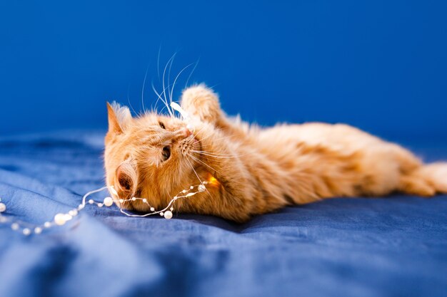 Lindo gato jengibre acostado en la cama. Mascota mullida cómodamente instalada para dormir. Fondo hogar acogedor con mascota divertida.