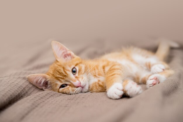 Lindo gato jengibre acostado en la cama. La mascota mullida está mirando con curiosidad. Gatito callejero duerme en la cama. Foto de alta calidad