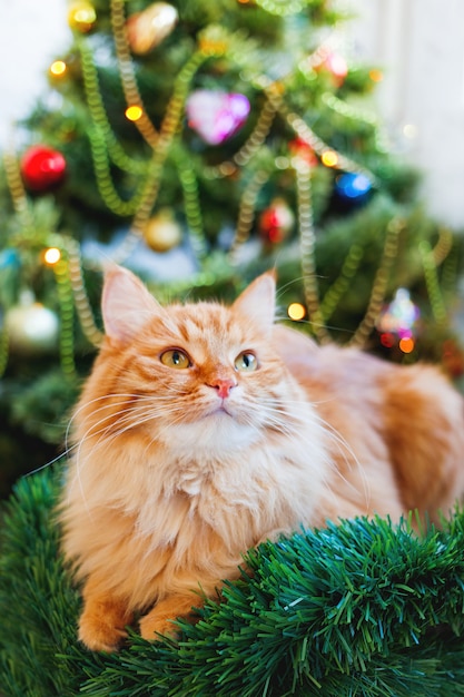 Lindo gato jengibre y árbol de Navidad. Fluffy mascota divertida se sienta delante de Año Nuevo decorado furtree. Acogedoras vacaciones con.