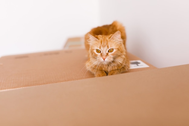 Lindo gato jengibre en caja de cartón en el piso en casa