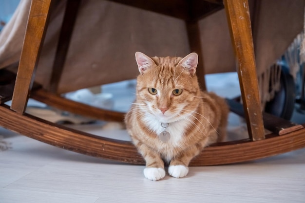 Lindo gato jengibre con un destinatario en el cuello yace debajo de una silla de madera