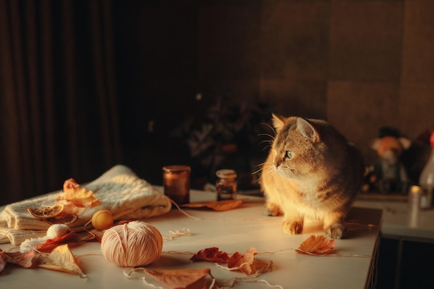 Lindo gato jengibre doméstico se sienta en una habitación sobre una mesa en colores cálidos