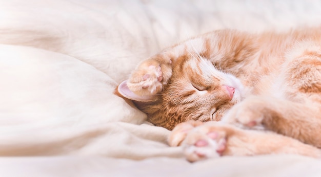 Lindo gato jengibre durmiendo en la cama