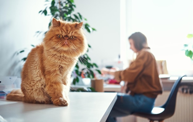 El lindo gato jengibre está sentado en la mesa mientras su amante trabaja en la mesa.