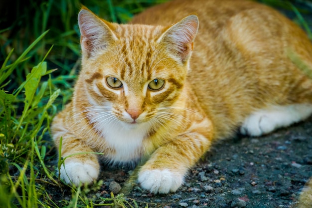 Lindo gato jengibre en la hierba