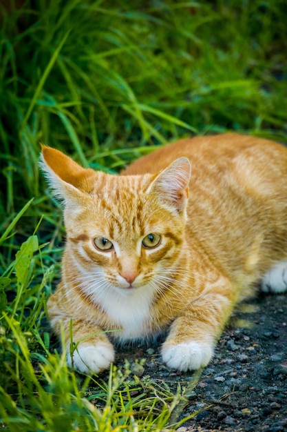 Lindo gato jengibre en la hierba