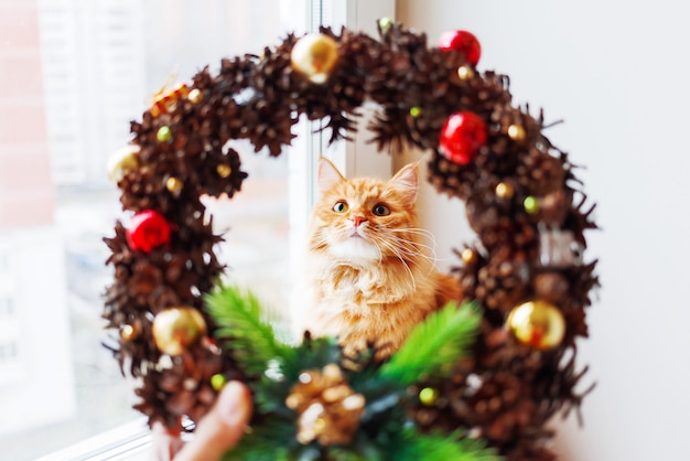 Foto lindo gato jengibre mira a través de la corona de navidad hecha a mano, hecha de piñas y decoraciones. la mascota esponjosa ayuda a decorar el hogar para el año nuevo.