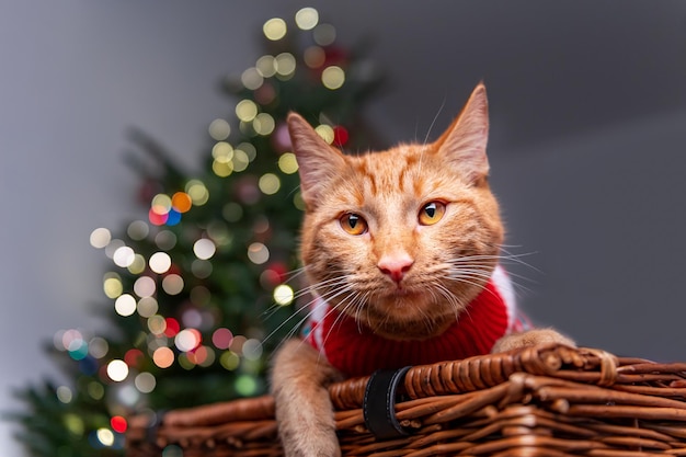 Lindo gato jengibre en puente de Navidad