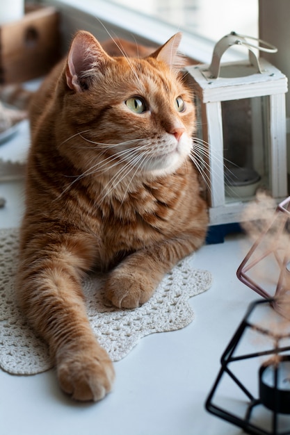 Lindo gato jengibre sentado en el alféizar de una ventana.