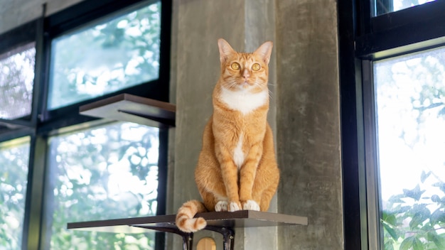 Lindo gato jengibre sentado en estantes