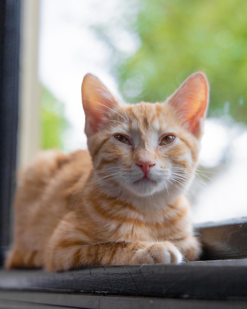 Lindo gato jengibre tirado en el alféizar de la ventana en casa