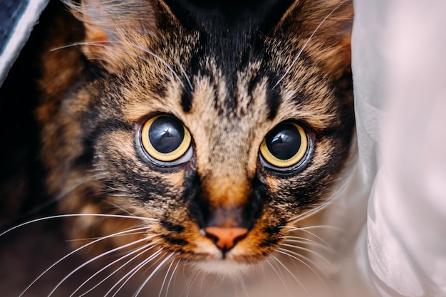 Lindo gato jovem com grandes olhos assustados, olhando para a câmera