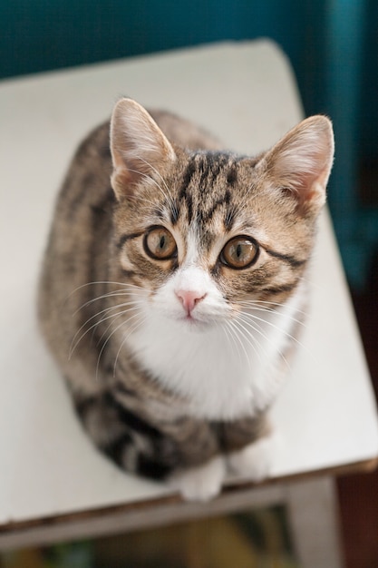 Lindo gato joven sentado en un taburete